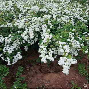 小手球苗菱叶绣线菊庭院盆栽珍珠梅大苗木本绿植雪柳喷雪花苗鲜枝