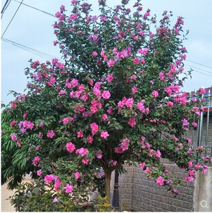 重瓣木槿花树苗盆栽浓香大花四季庭院篱笆植物耐寒花卉别墅风景树
