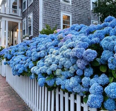 盆栽无尽夏绣球苗绣球花苗