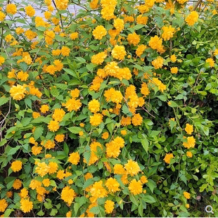 重瓣棣棠花 棣棠花苗 耐荫攀缘花卉植物浓香多花盆栽耐寒多季开花