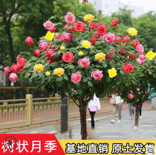 高檔樹(shù)樁月季 開(kāi)花別墅庭院花卉 大花濃香四季 棒棒糖玫瑰樹(shù)狀月季