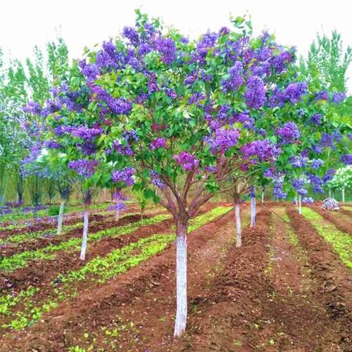 丁香花树苗品种庭院美观观赏