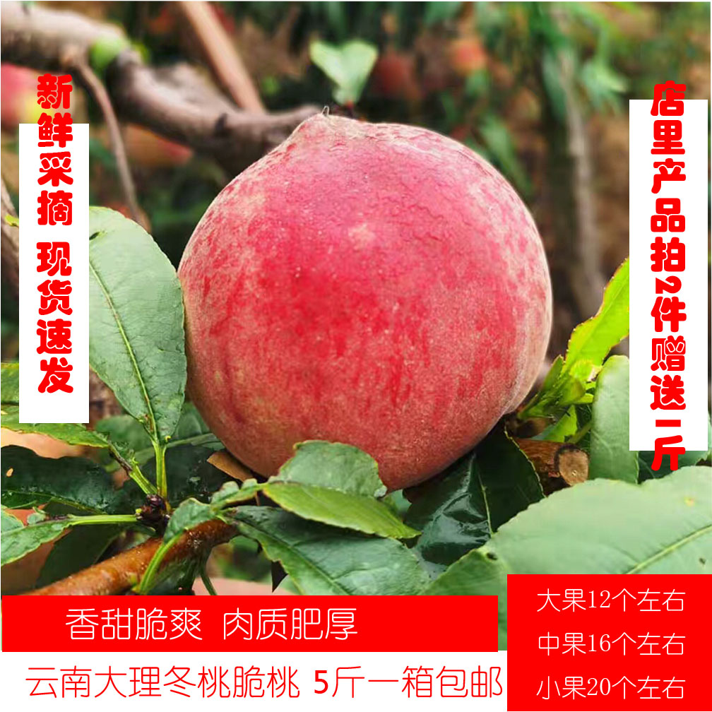 冬桃 云南新鲜桃子大理甜脆桃秋桃高原桃子雪桃新鲜孕妇水果当季