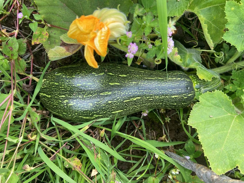 小南瓜云南特产小嫩瓜当天采摘发货农户露天种植面瓜山地地包邮