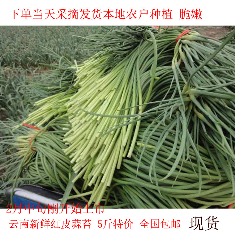 蒜苔新鲜2023年本地红皮蒜蒜薹农家自种现采当季食用新蒜苔藜蒿