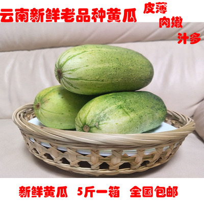 新鲜采摘老品种黄瓜嫩黄瓜青瓜