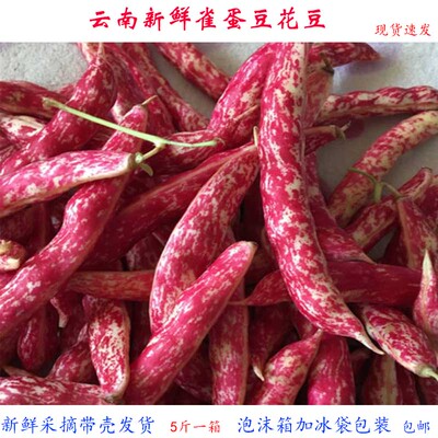 雀蛋豆新鲜蔬菜花豆露天种植