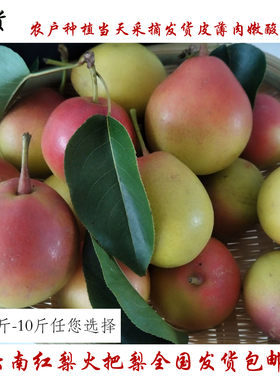 梨孕妇水果梨火把梨云南酸甜7月