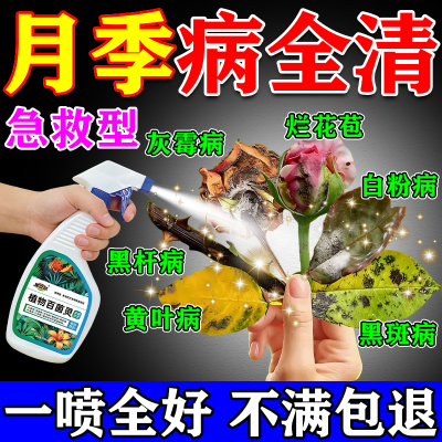 月季花病虫害常用药专治黑斑灰霉黄枯叶白粉病玫瑰红蜘蛛专用药肥
