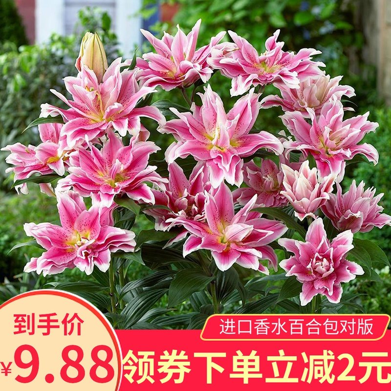 进口香水百合花种球带芽大球百合种子四季花卉植物室内