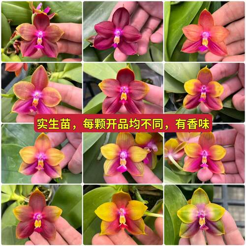 原生【实生】蝴蝶兰、有叶损