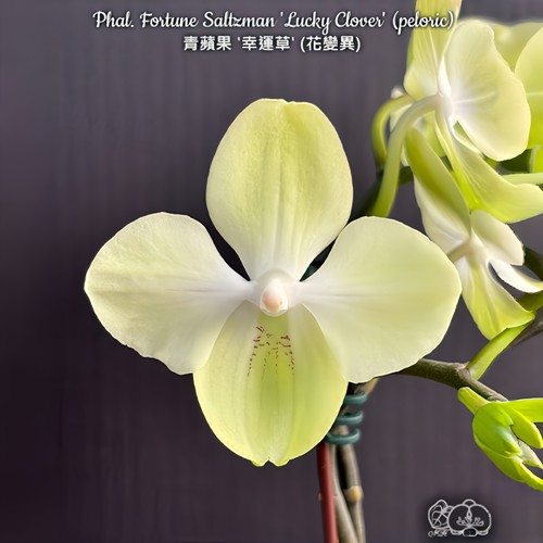 【青苹果'幸运草' 花变异】湾湾原杯2.5寸（苗）有几率返祖、变异