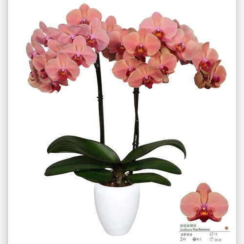 【纳博纳】蝴蝶兰刚出花剑