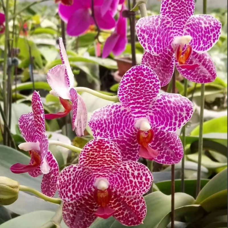 【塔林狮子】蝴蝶兰【只是苗】