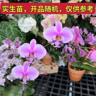 【西雷利】（山採交山採）实生盲盒