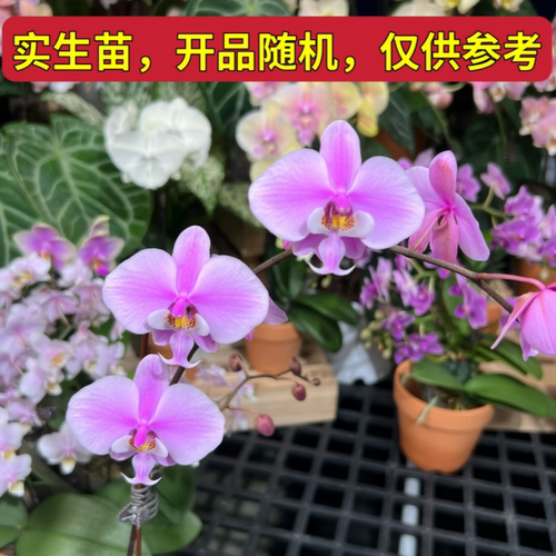 实生西雷利蝴蝶兰（山採交山採）