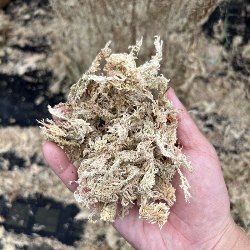 【国产贵州水苔】蝴蝶兰石斛兰卡特兰兰花种植栽培基质水苔,鲜花速递/花卉仿真/绿植园艺,介质/营养土,淘宝优惠券,粉丝福利购,淘宝优惠卷