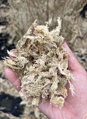 【国产贵州水苔】蝴蝶兰石斛兰卡特兰兰花种植栽培基质水苔