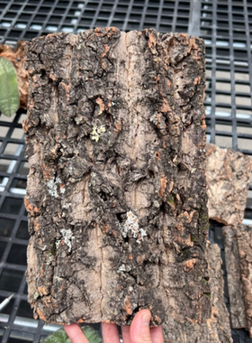 已打1孔【国产树皮】兰花热植栽培用上板介质植料国产软木树皮