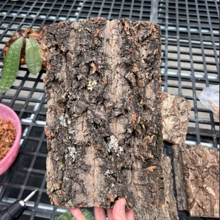 已打1孔【国产树皮】兰花热植栽培用上板介质植料国产软木树皮