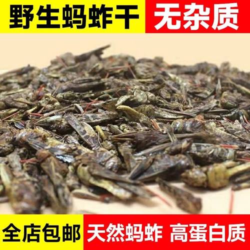 野生无盐蚂蚱干中药材鸟食