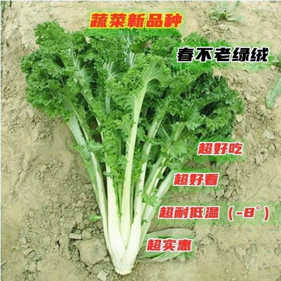 可越冬春不老菜籽真好吃绿绒菜种子花叶苔菜四季播种蔬菜种子