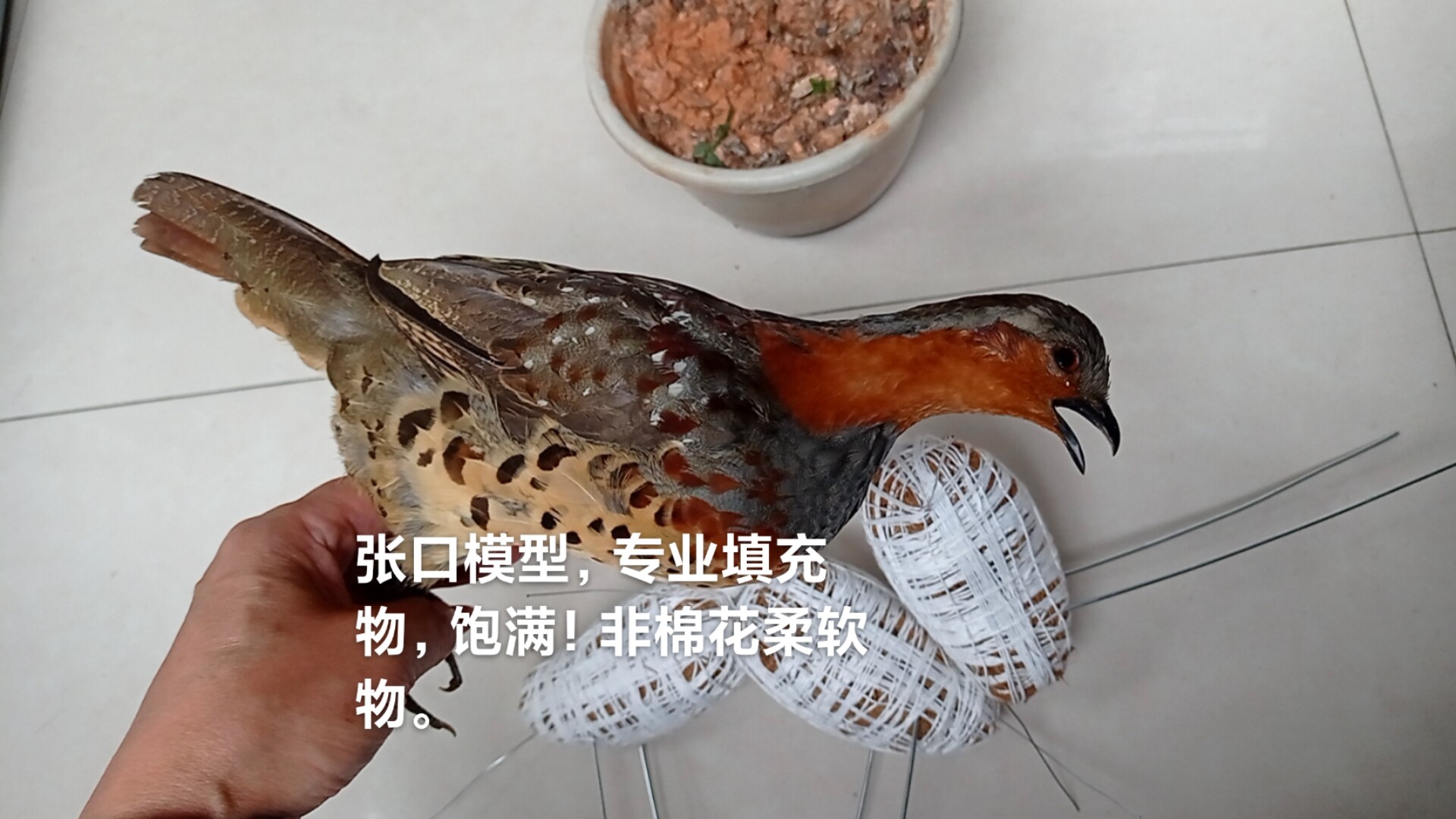 特价竹鸡假媒标本仿真竹鸡模型假媒户外假媒教学演示道具摆件假媒