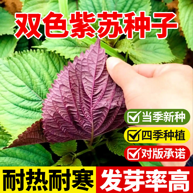 紫苏籽种可食用双色种子苏子叶香水种孑大叶四季种植盆栽药用蔬菜