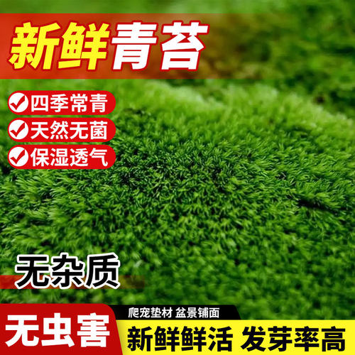 青苔藓鲜活盆栽绿植微景观造景草