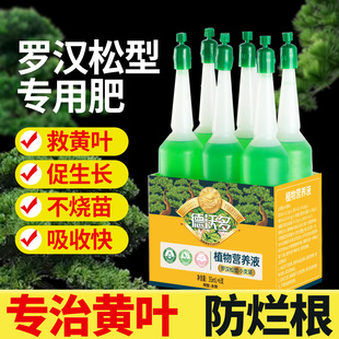 罗汉松专用营养液叶面肥叶枯病黄叶烂根罗汉松专用肥盆景松树肥料