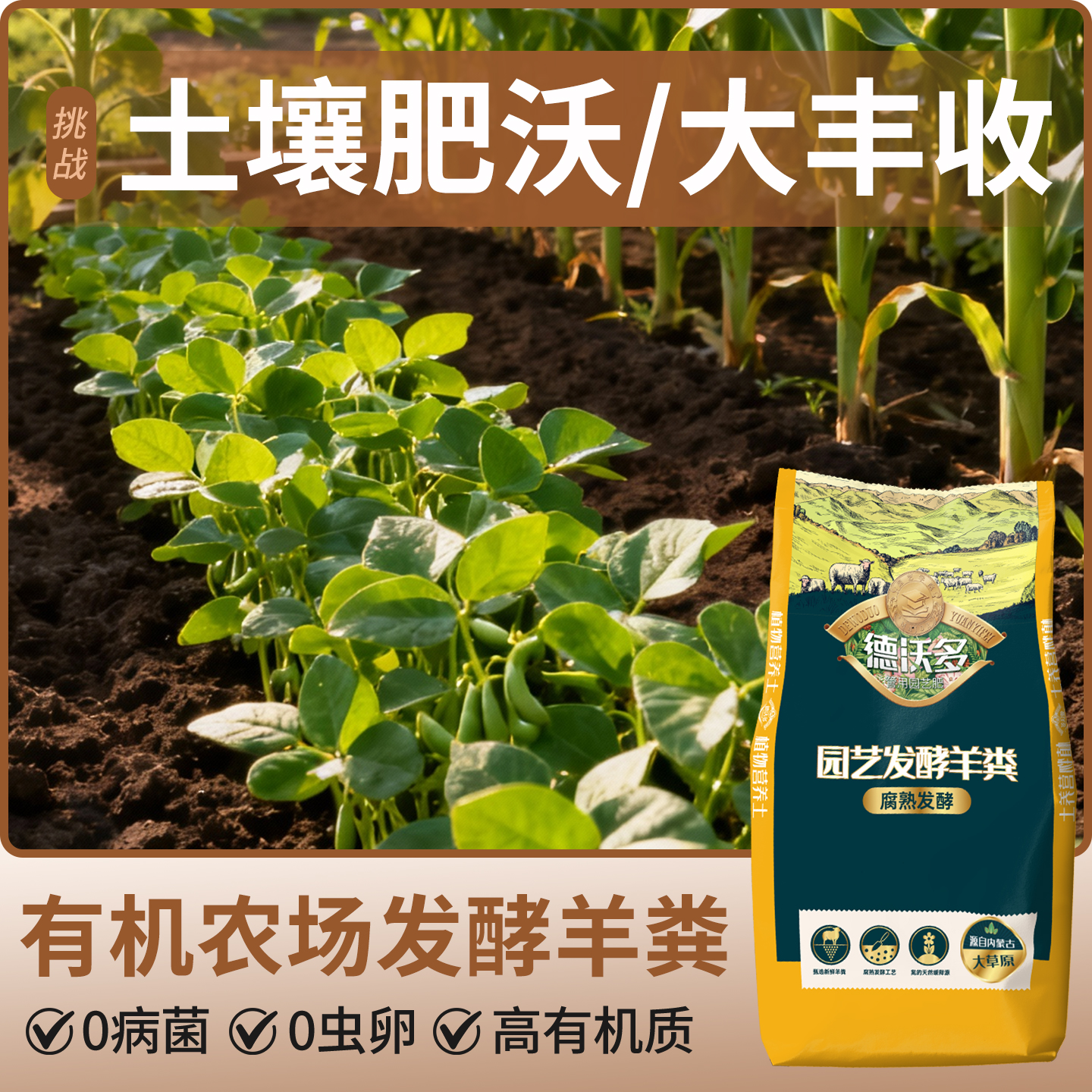 【有机牧场】发酵纯羊粪种菜养花