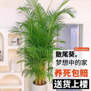 散尾葵植物盆栽客厅大型绿植凤尾竹盆景室内落地办公室天堂鸟花卉