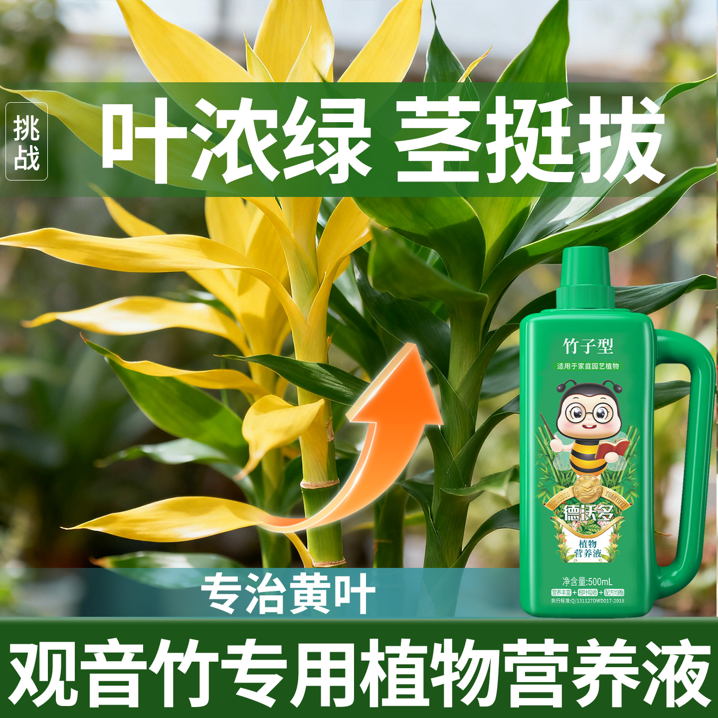 观音竹专用营养液水培促生根治叶子发黄水养节节高绿植盆栽通用型