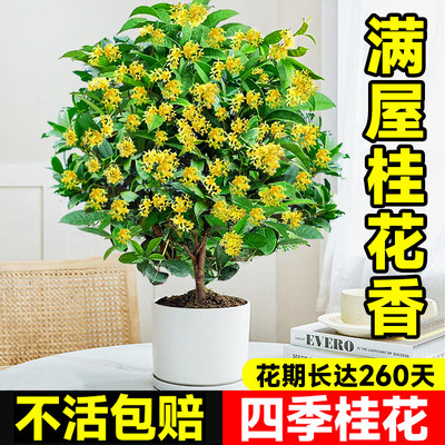 四季桂花树苗银桂盆栽浓香金桂花