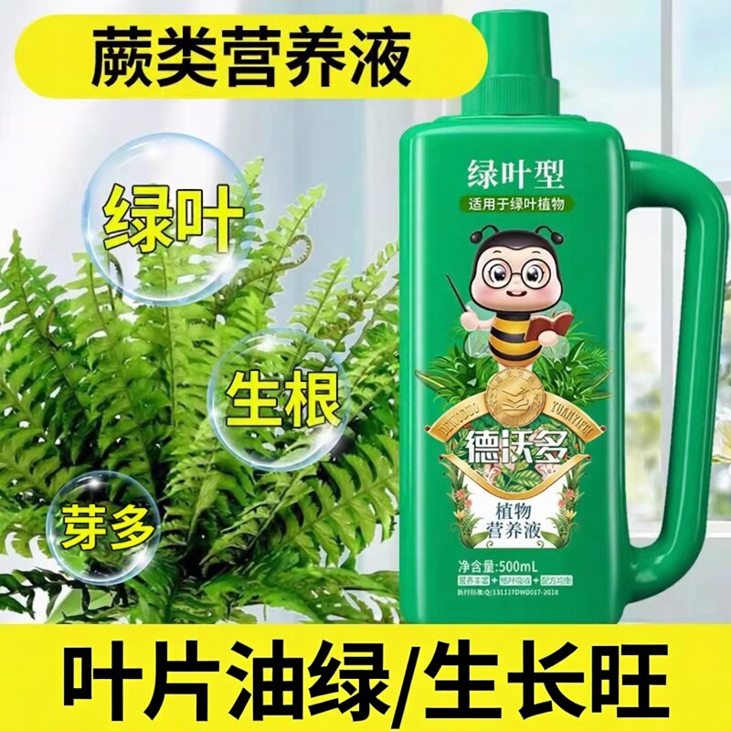 蕨类植物肥料专用肥营养液铁线蕨图片