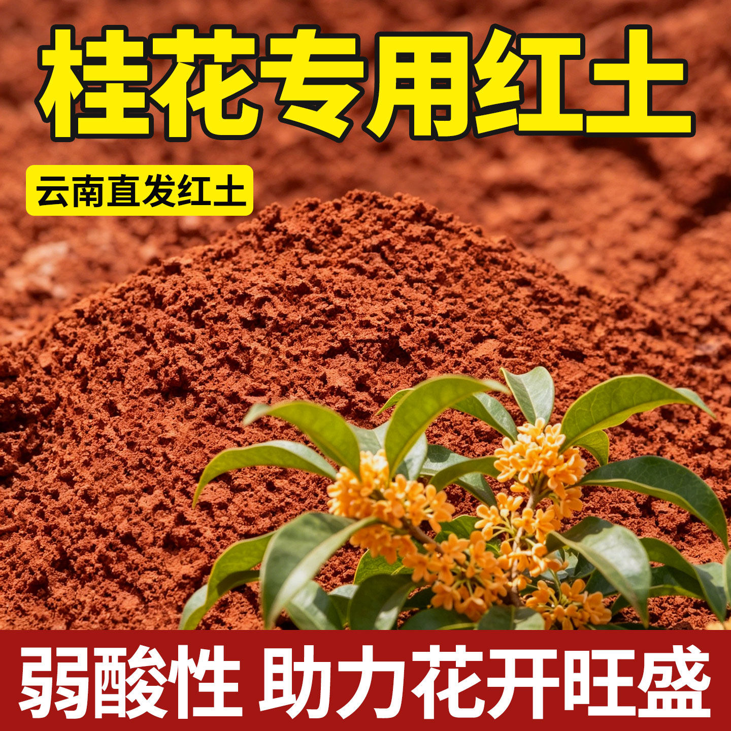桂花树专用酸性红土营养土云南图片