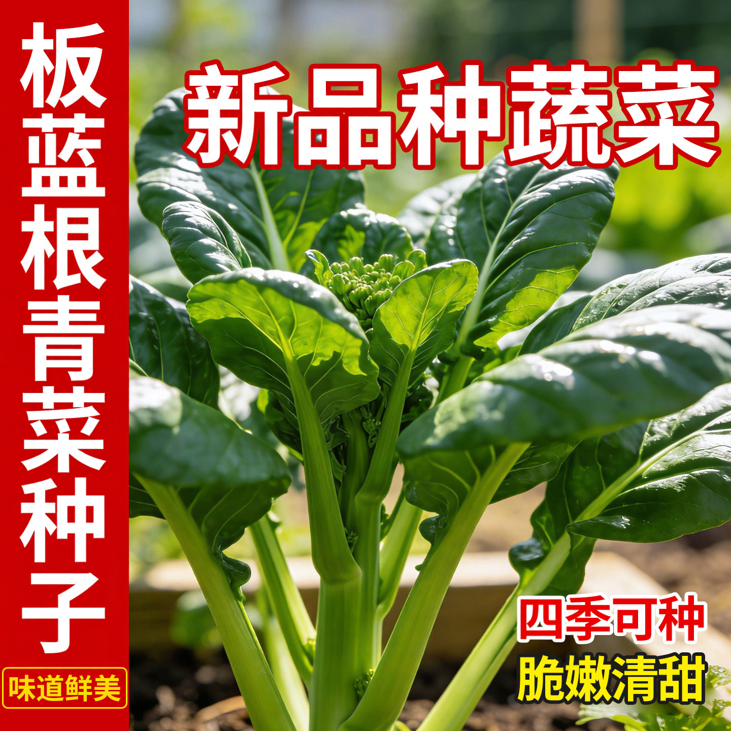 板蓝根青菜苔种子甜脆菜苔籽种板蓝根小青菜农家菜园四季蔬菜种孑