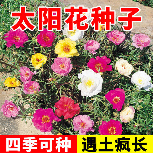 重瓣太阳花种籽子四季播种易活