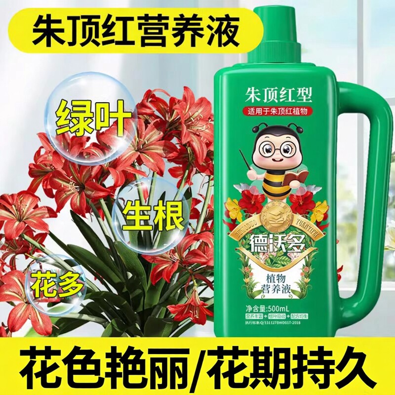朱顶红肥料营养液球根植物图片