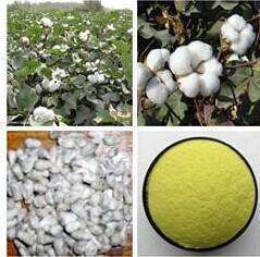 醋酸棉酚98%棉籽提取物Acetate Gossypol液相检12542-36-8现货散