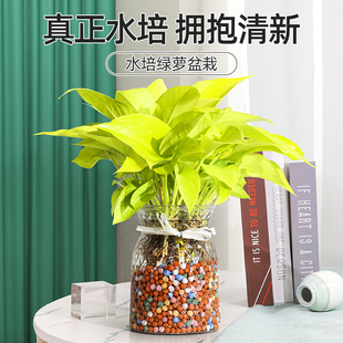 水培黄金葛绿萝花卉办公室水养花玻璃瓶水培植物