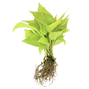 水培土培绿萝苗 水养桌面绿植花卉水栽培绿箩好养 室内除甲醛植物