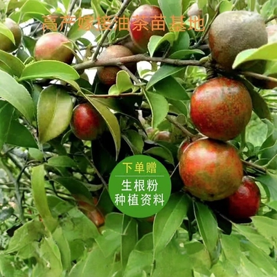 【一件10棵】油茶苗湘林210