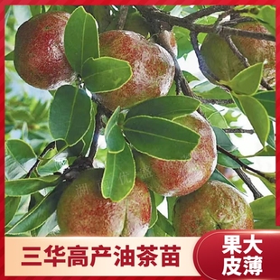三华油茶苗湖南高产嫁接油茶苗大果皮薄白花山茶油树苗茶籽树苗