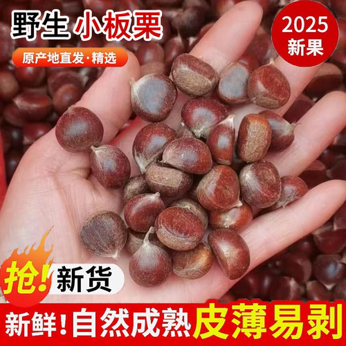 2025年新鲜板栗老树小油栗