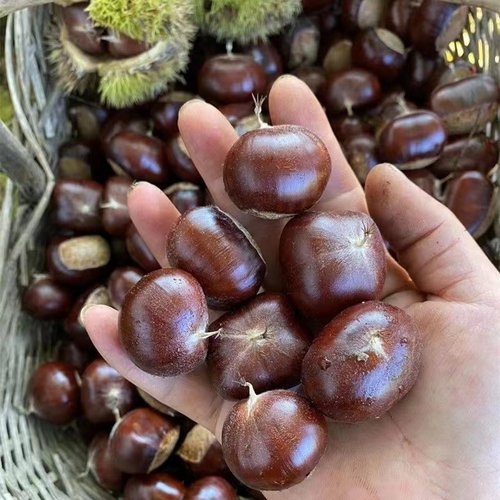 新鲜下树正宗迁西板栗软糯香甜