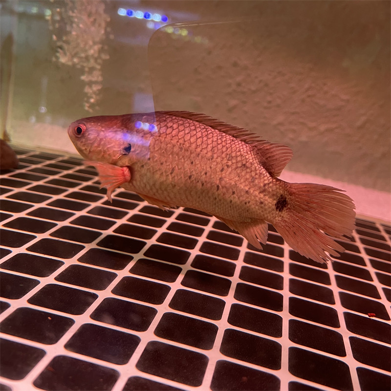 原生攀鲈鱼过山鲫鱼活体淡水热带观赏宠物鱼会走路凶猛冷水巴毛鱼