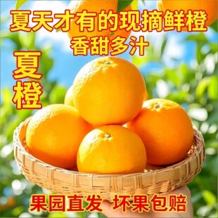 正宗脐橙夏橙湖北宜昌秭归橙子当季新鲜水果10整箱斤现摘果园