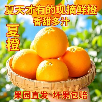 正宗脐橙夏橙湖北宜昌秭归橙子当季新鲜水果10整箱斤现摘果园