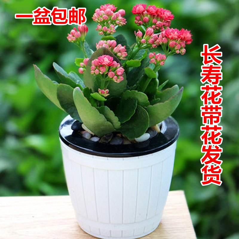 大苗重瓣长寿花办公桌绿植盆栽